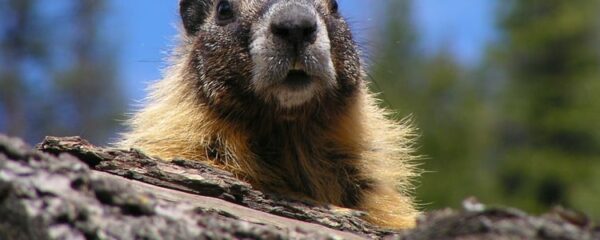 marmottes