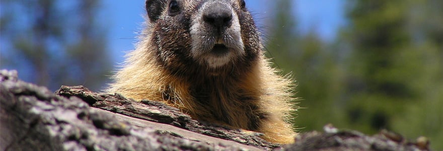 marmottes